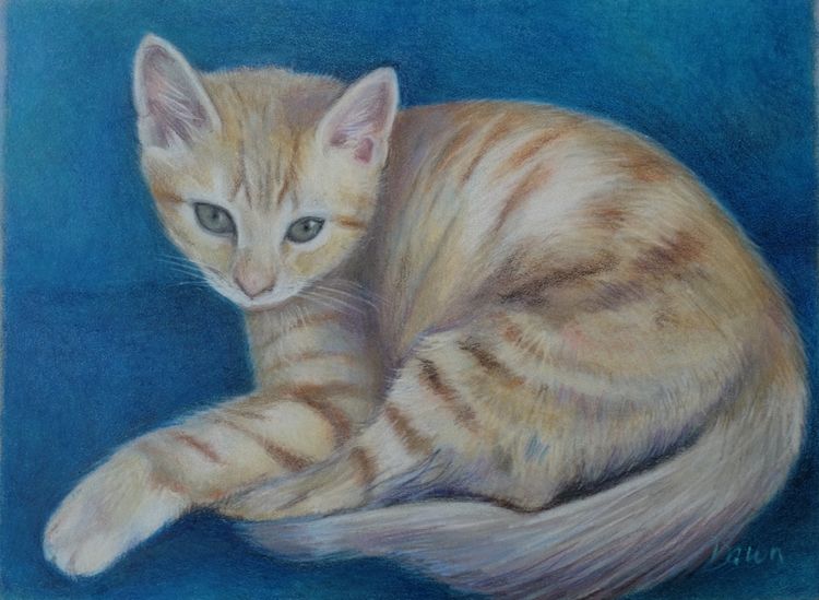 Kitten pencil drawing Sunny Dawn rodger