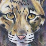 Clouded Leopard Clouded leopard pencil drawing Dawn rodger
