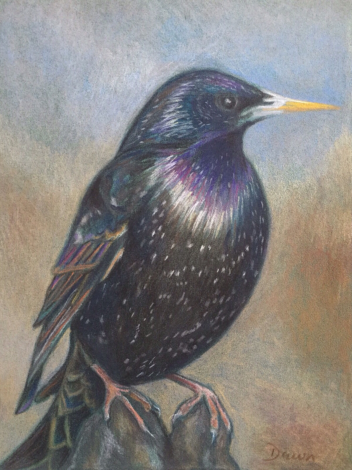Common starling pencil drawing Dawn Rodger