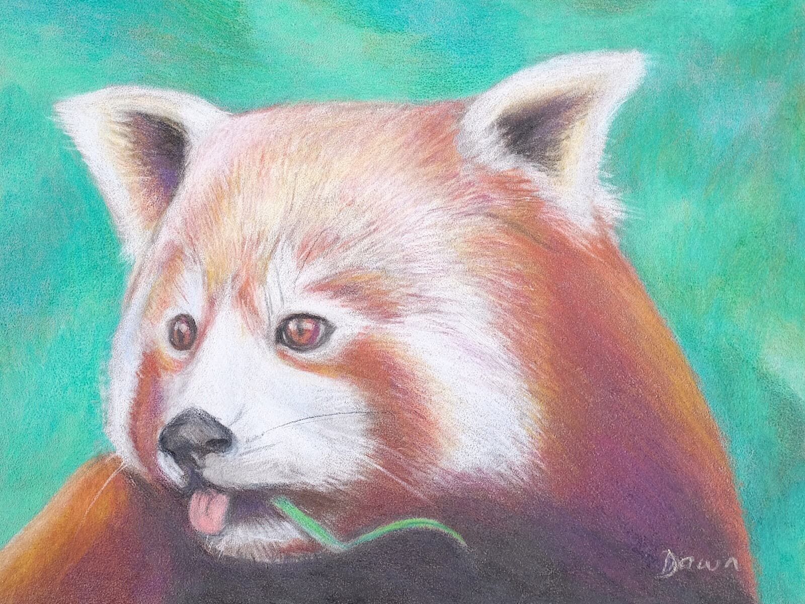 Red panda pencil drawing Dawn Rodger