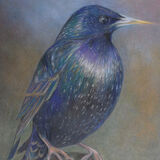 Starling Common starling pencil drawing Dawn Rodger