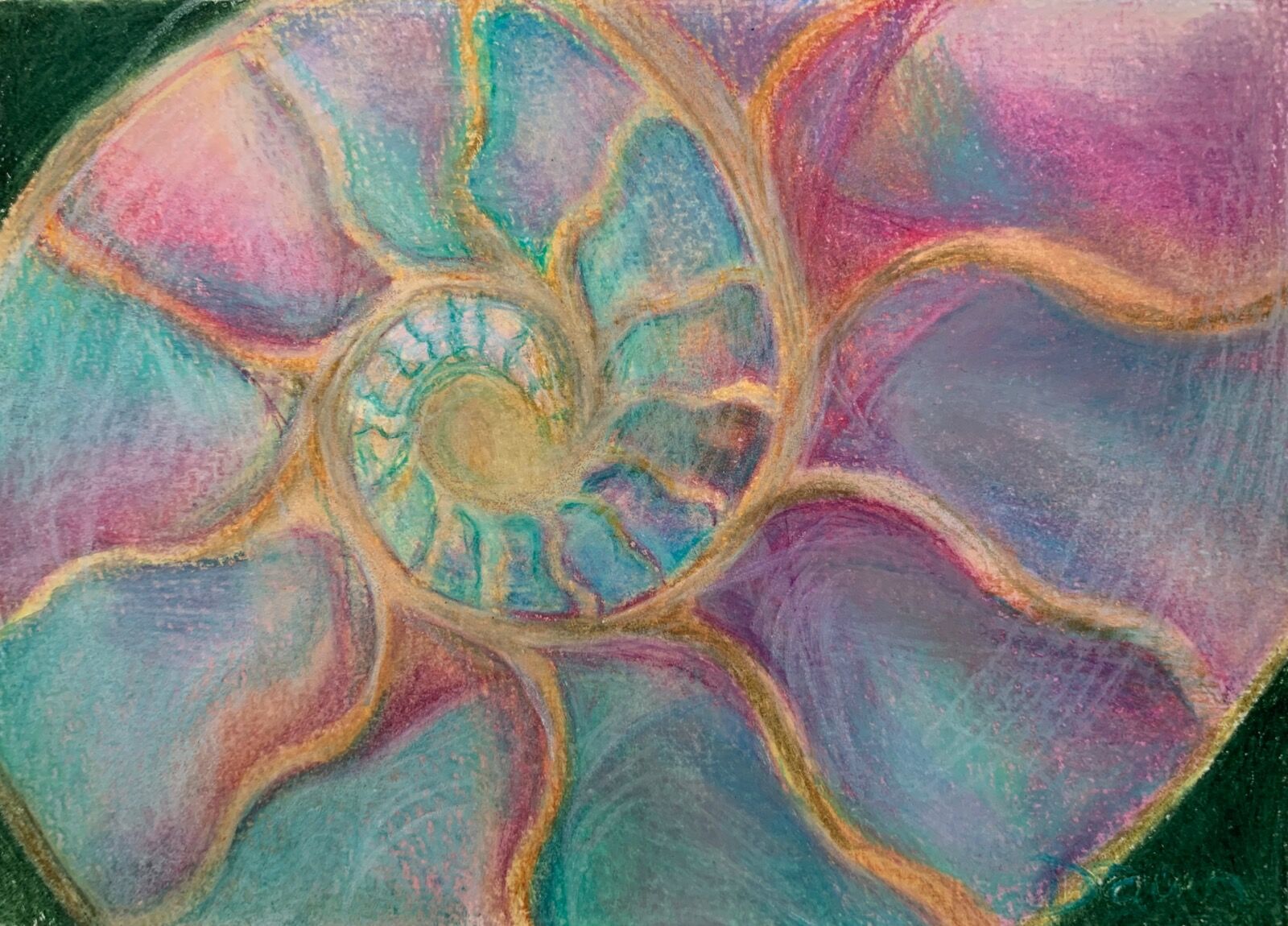 Green pink ammonite spiral drawing by Dawn Rodger