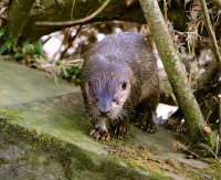 Otter