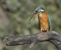 Kingfisher-female