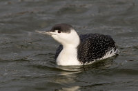 Red-Throated-Diver (winter)