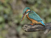 Kingfisher-female
