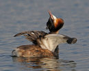 Great-Crested-Grebe