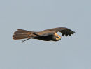 Juvenile-Marsh-Harrier