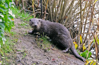 Otter