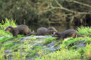 Otters