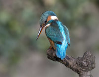 Kingfisher-female
