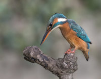 Kingfisher-female