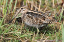 Snipe