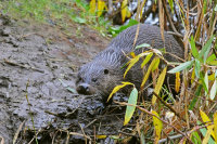 Otter