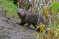 Otter