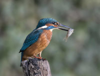 Kingfisher-male