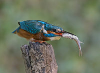 Kingfisher-male