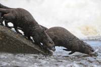 Otters