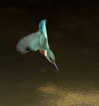 Male-Kingfisher