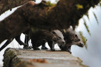 Otters