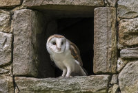 Barn-Owl