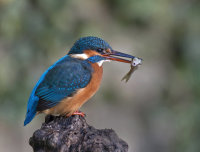 Kingfisher-female