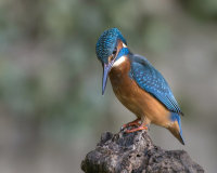 Kingfisher-female