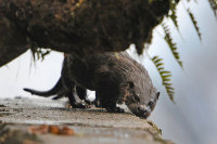 Otter