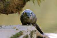 Otter