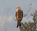 Red-Kite