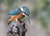 Kingfisher-female
