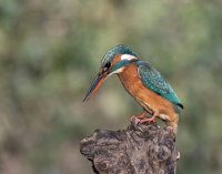 Kingfisher-female