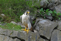 Peregrine-female