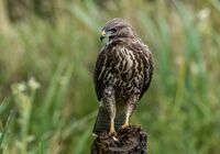 Buzzard