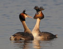 Great-Crested-Grebes