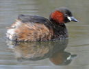 Little-Grebe