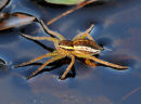 Raft-Spider