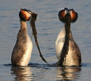 Great-Crested-Grebes-weed dancing