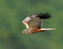 Male-Marsh-Harrier