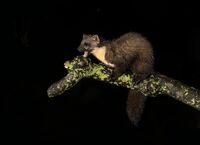 Pine-Marten