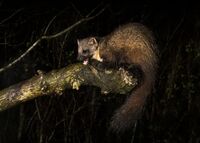 Pine-Marten