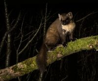 Pine-Marten