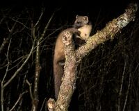 Pine-Marten