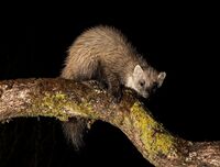 Pine-Marten