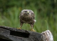 Buzzard
