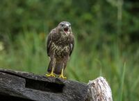 Buzzard (juv)