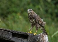 Buzzard (juv)