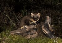 Pine-Marten