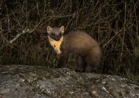 Pine-Marten