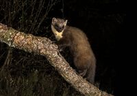 Pine-Marten
